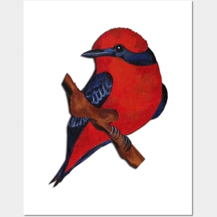 Vermilion Flycatcher cute bird Posters and Art